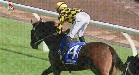 racehorse gif|Iba pa.